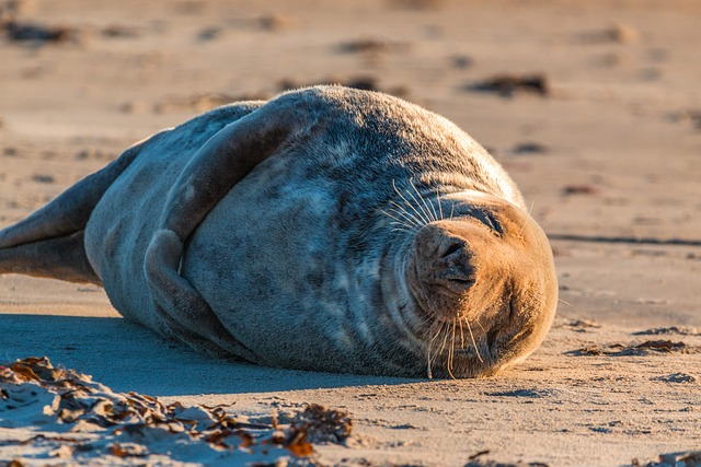 Where To See Seals In Norfolk, seal
