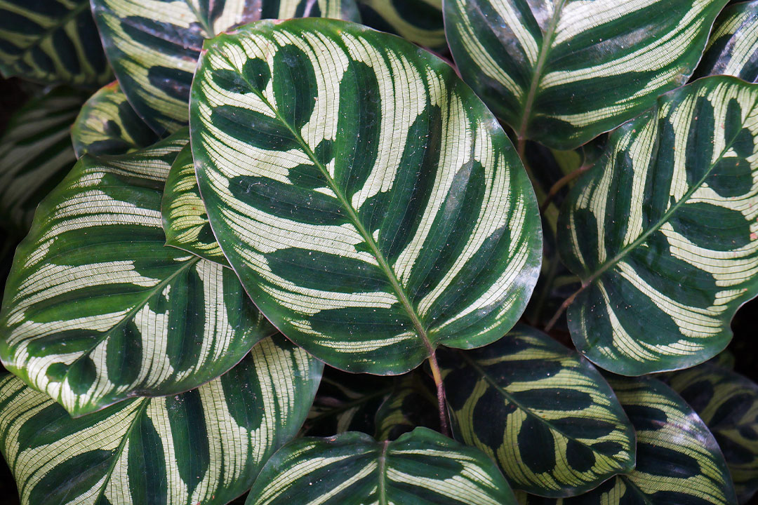 Peacock plant leaves