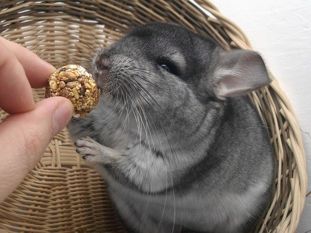 Chinchilla Breeds: Everything You Need to Know About These Adorable ...