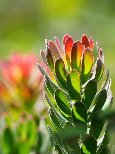 red pagoda protea, nature, protea cynaroides