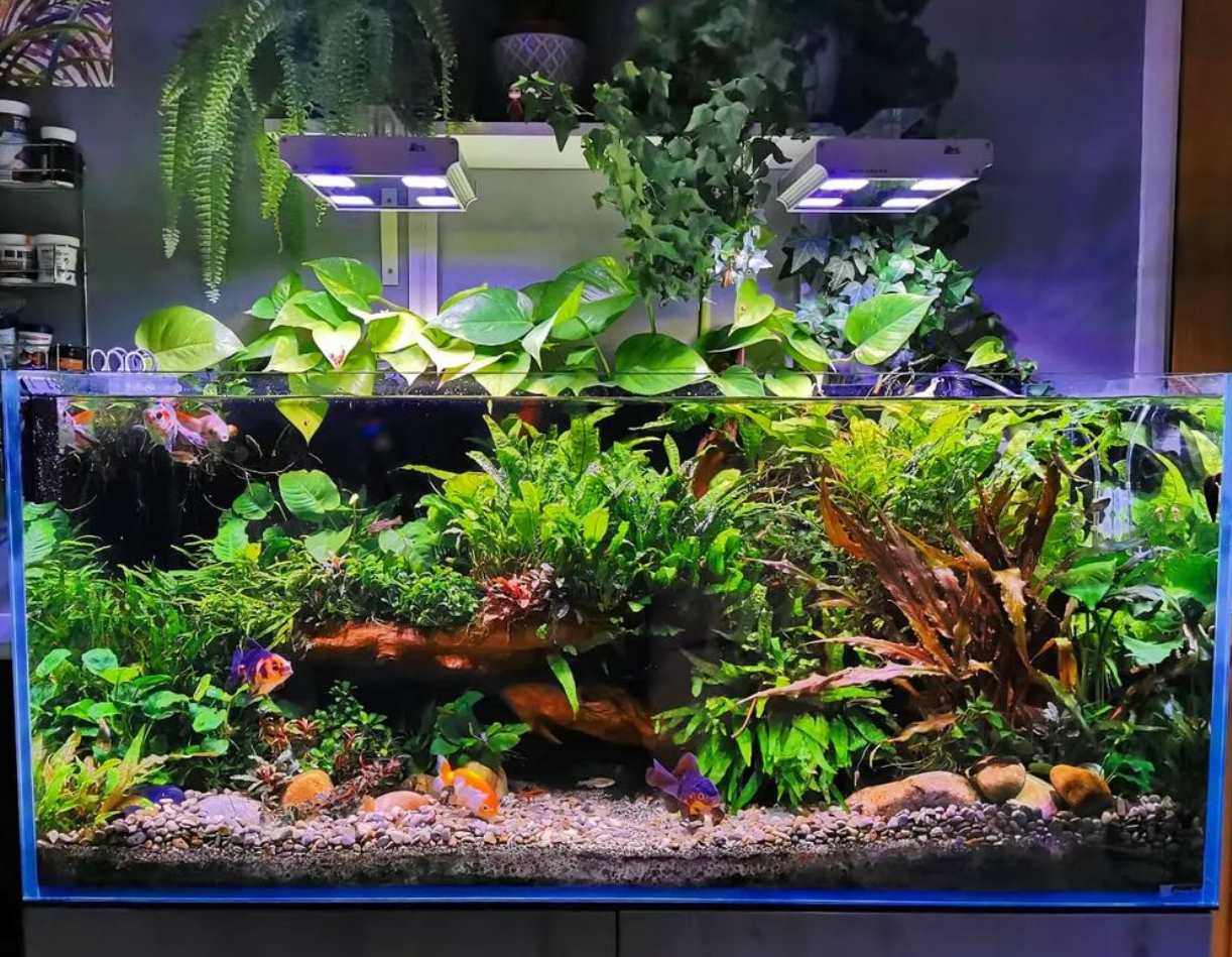 cool goldfish tank