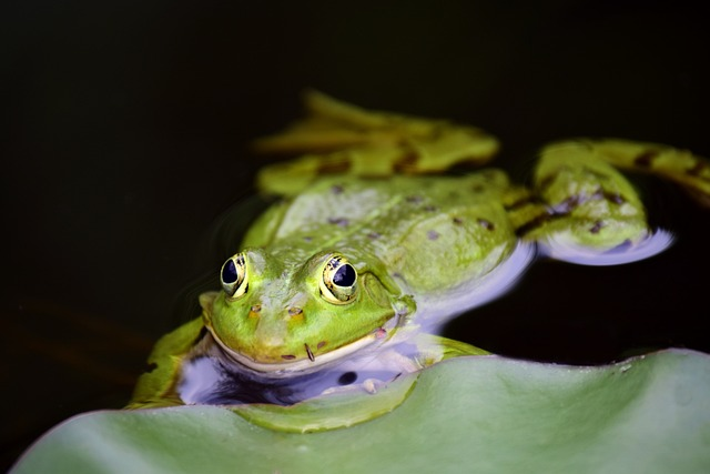 frog, amphibian, pond