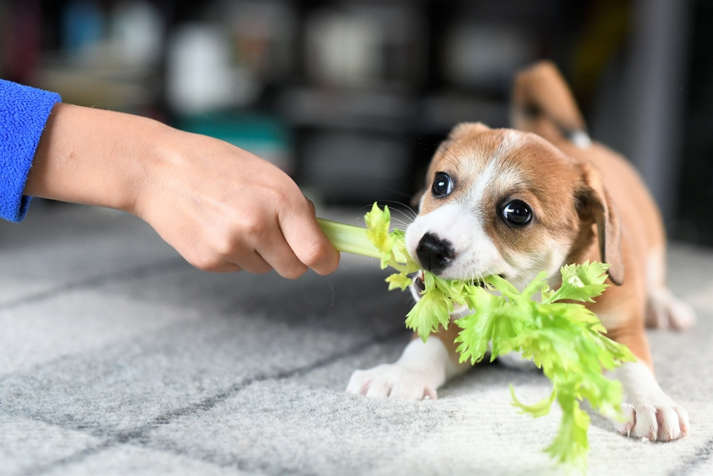 can dogs have celery  overweight dogs  cooked celery  upset stomach  dog food  dogs eat celery leaves  bite sized pieces  health benefits  dog raw celery  dog's teeth  dog's breath  dog's daily diet