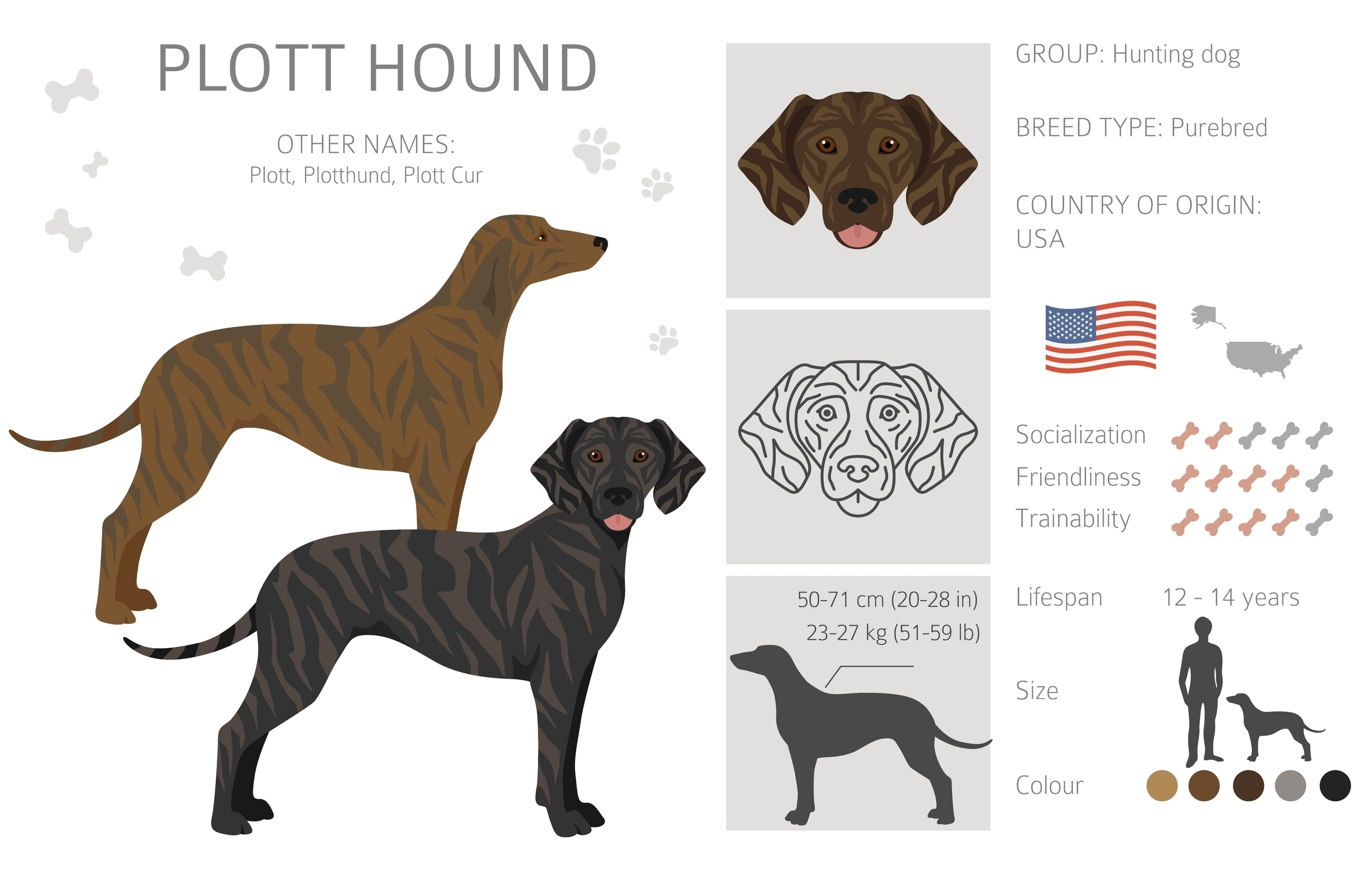 An Infographic of the Plott Hound Dog Breed