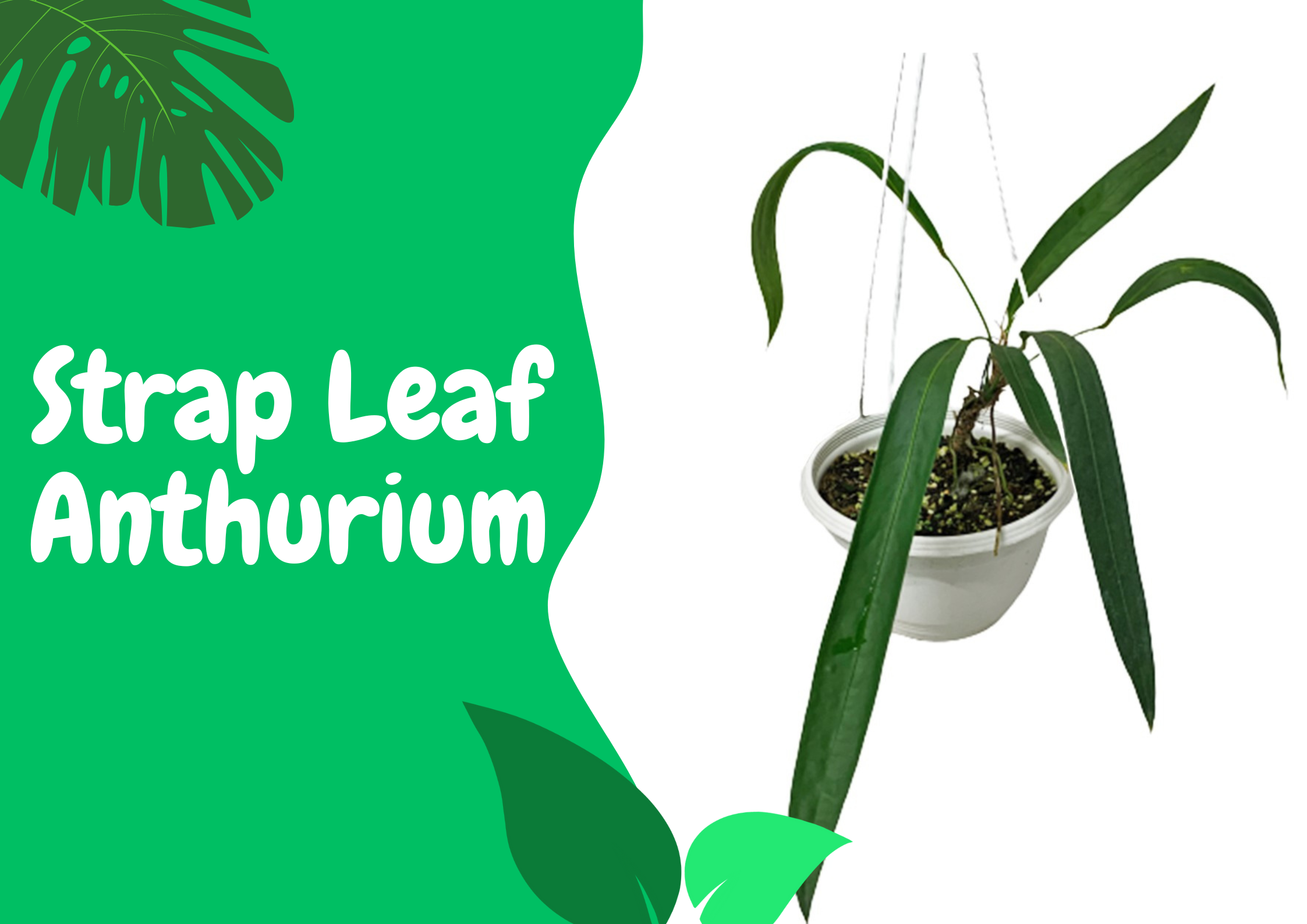strap leaf anthurium