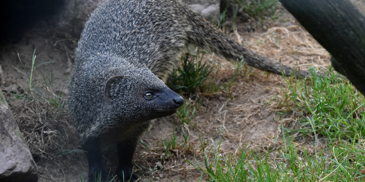 interesting animals in portugal