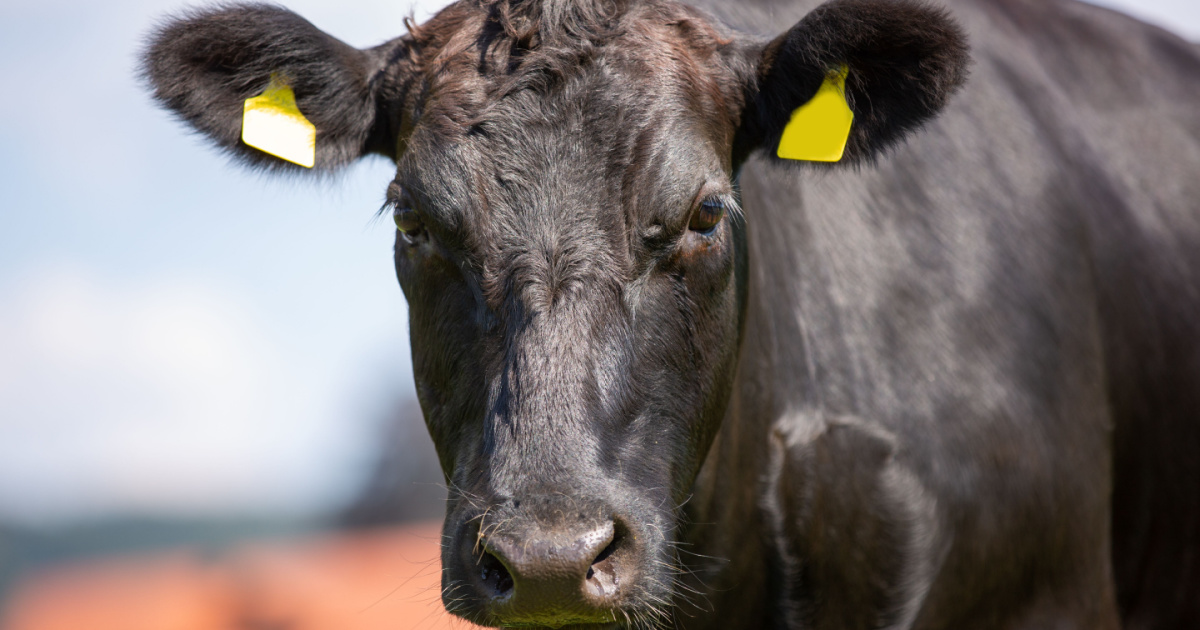 Wagyu black, different from red wagyu