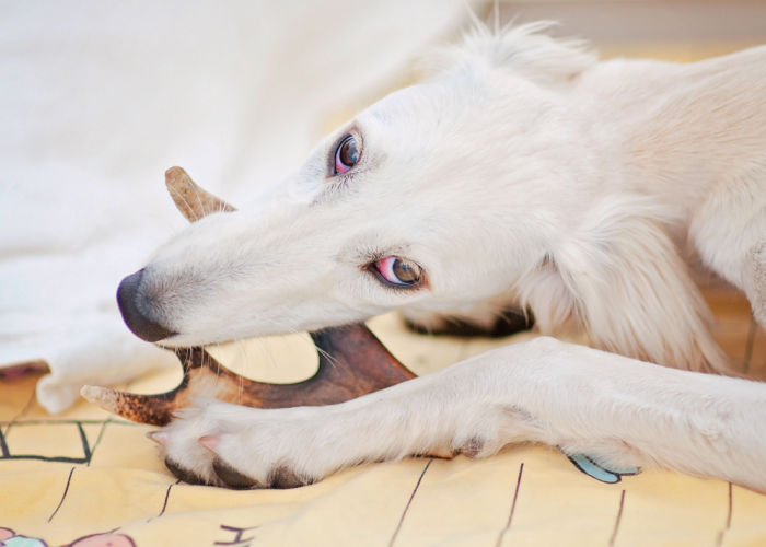 A white Saluki dog chewing bone treat