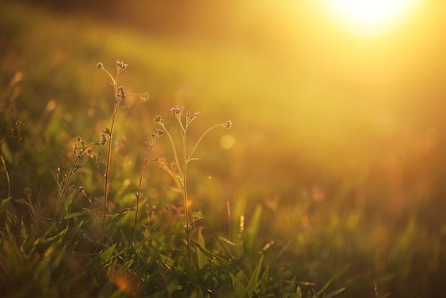 sunset, sunlight, golden light