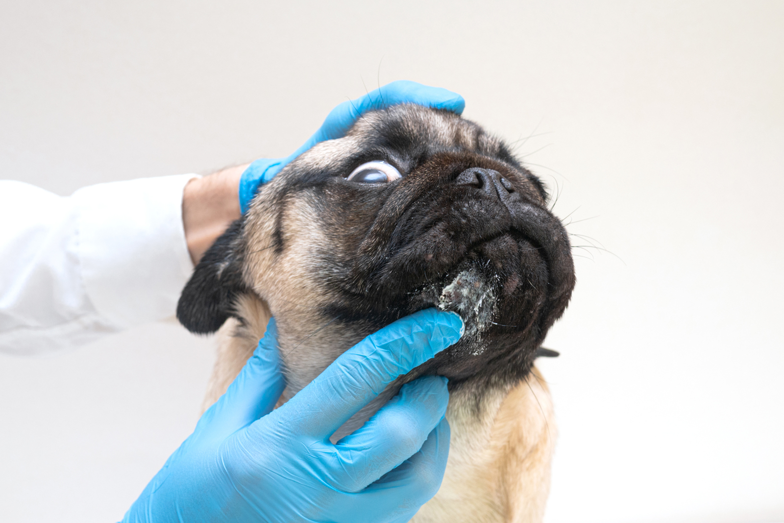 A Close-Up Of A Dog'S Skin With A Vet Treating A Hot Spot