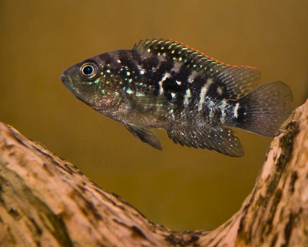 Jack Dempsey fish in the aquarium