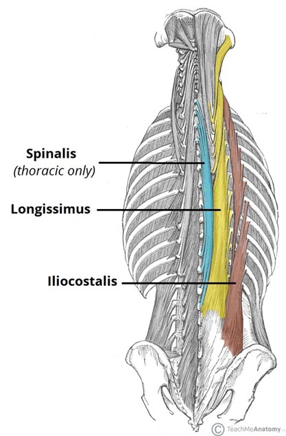 illustration of a back muscle