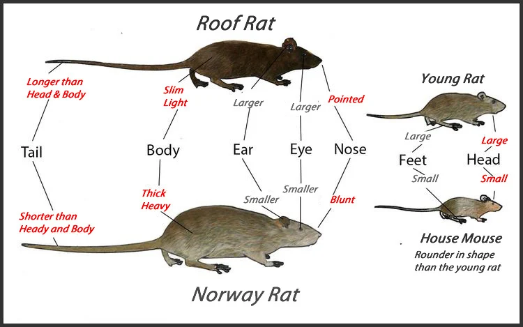 An illustration comparing different species of rats, including roof rats and Norway rats.
