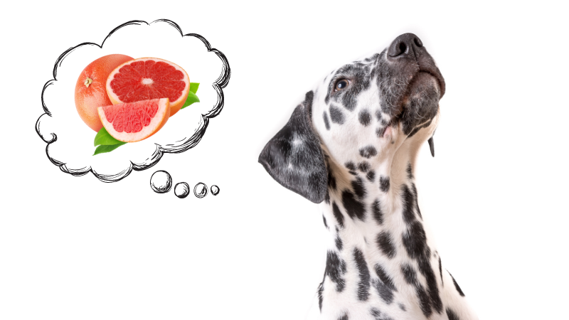 84b2a035 42f2 4b65 a555 9edf17022a1e Can Dogs Eat Grapefruit Safely? Exploring the Facts