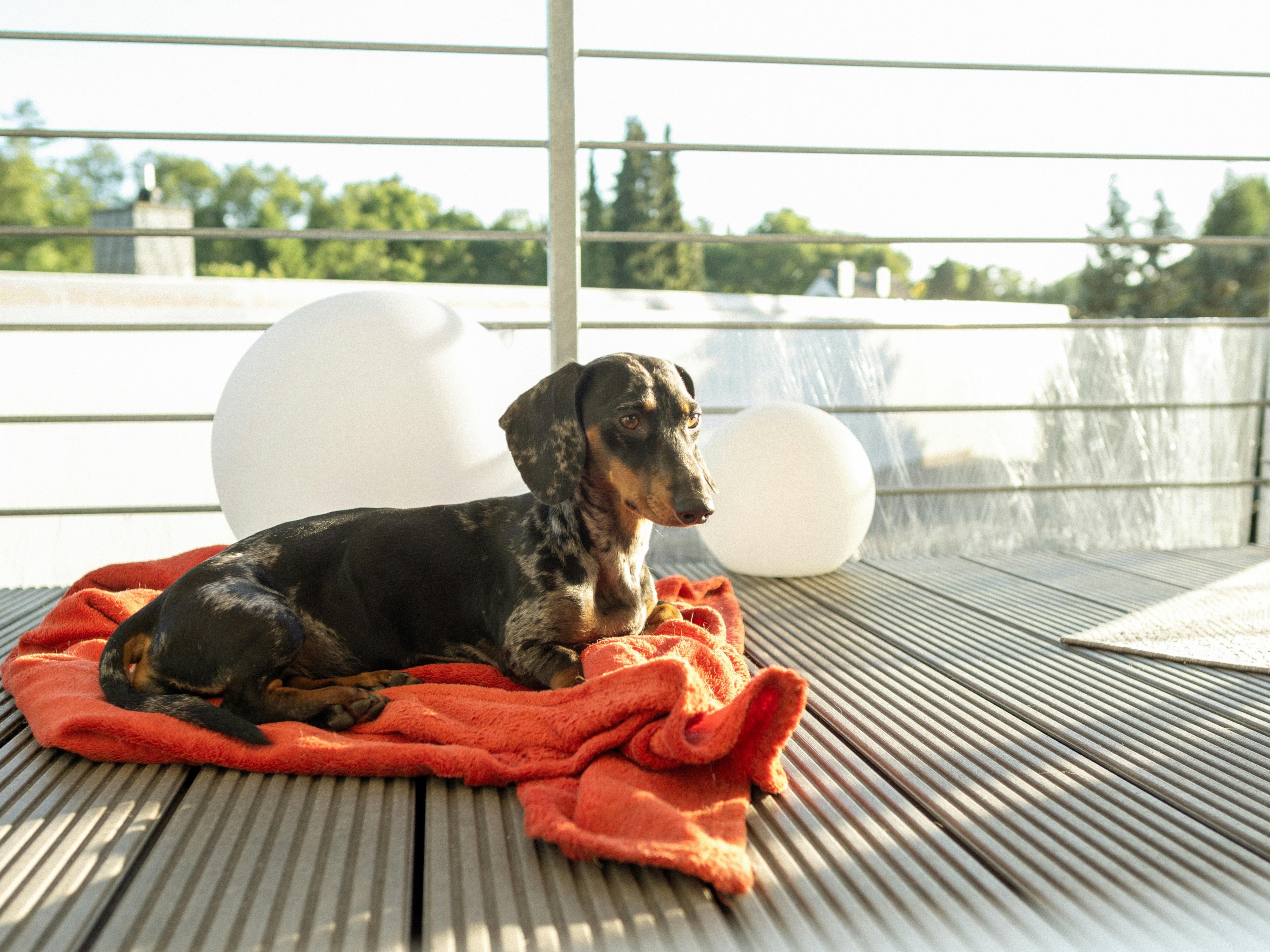 Pet dog on hotel balcony on one of the hotels near richmond rd lexington ky