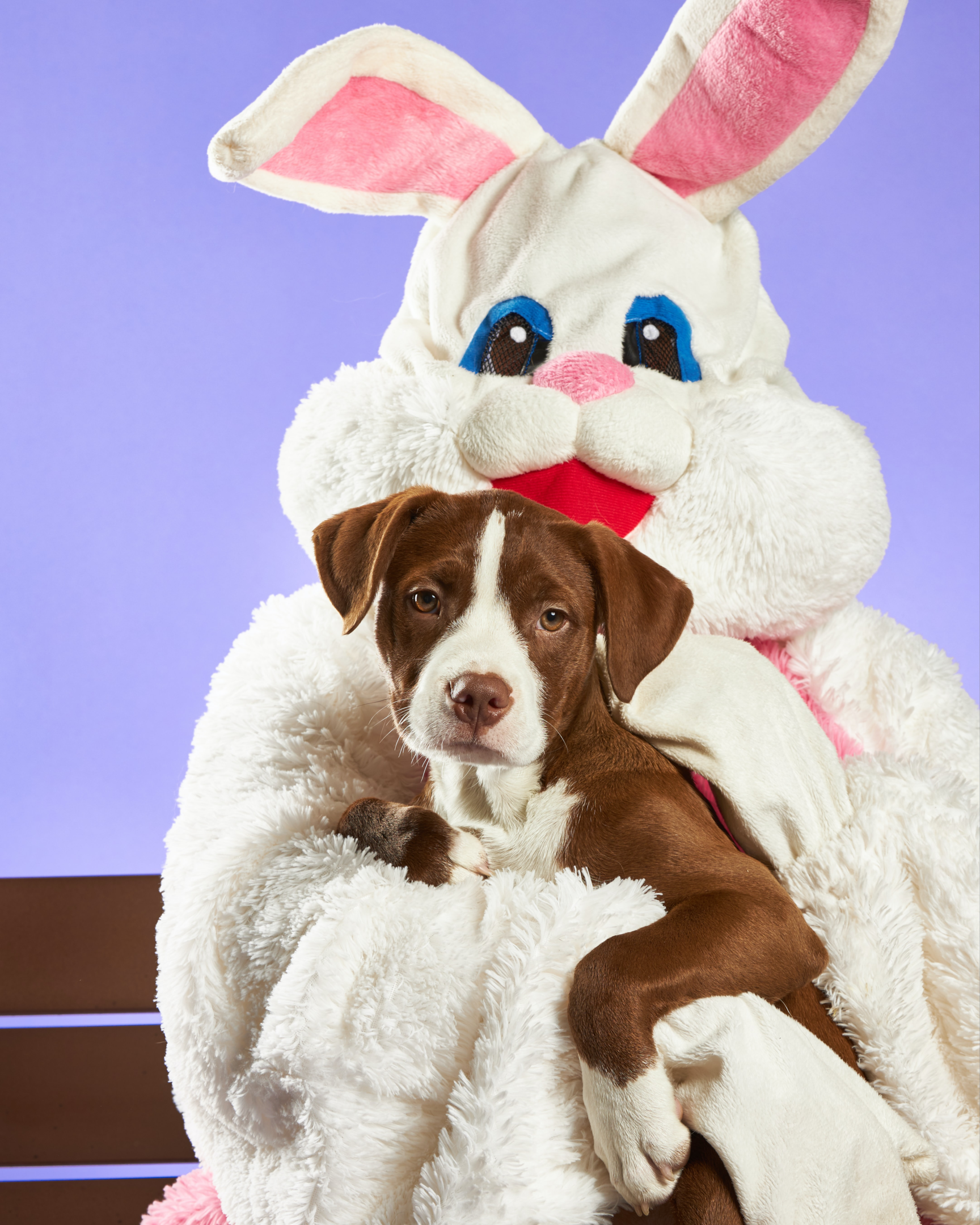 How to wash outlet dog stuffed toys