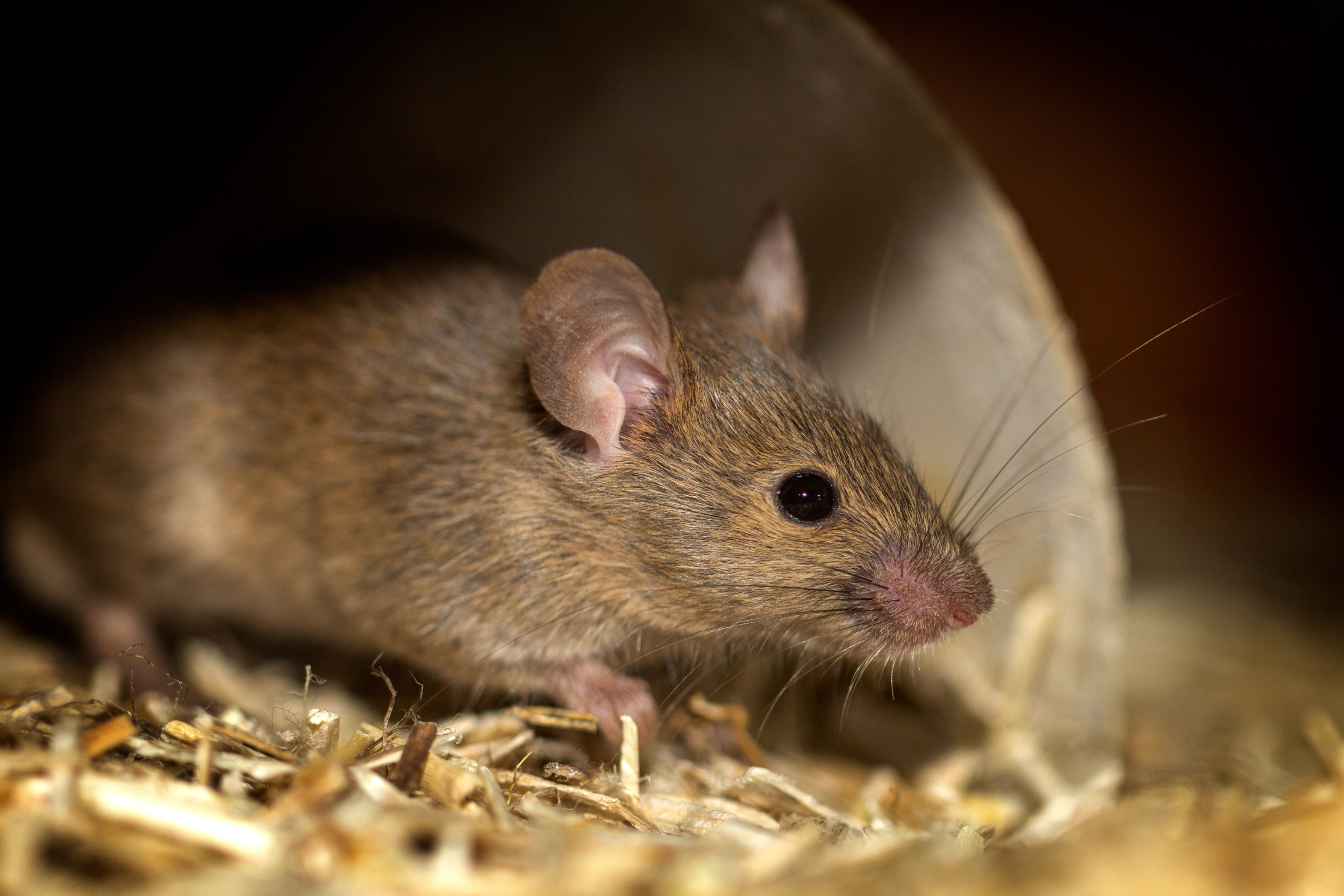 How to Help Get Rid of Mice in an Apartment