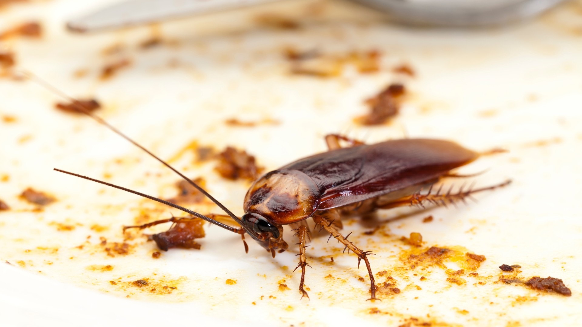 A roach feeding on leftover food on a dirty plate.