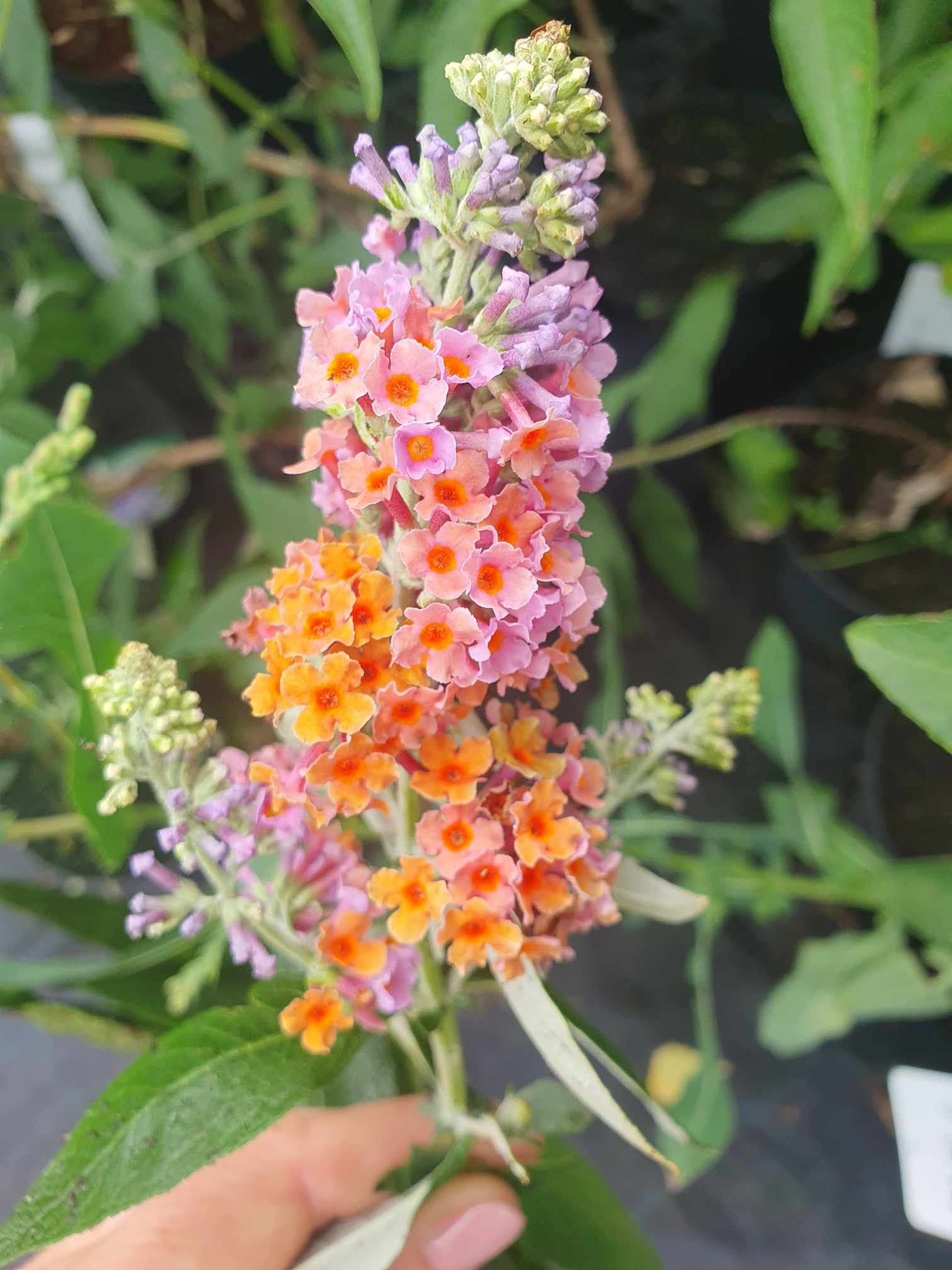 Dwukolorowa odmiana Budleii dawida "Flower Power" 