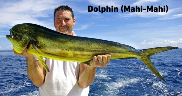 Dolphin Mahi-Mahi Deep sea  adventure