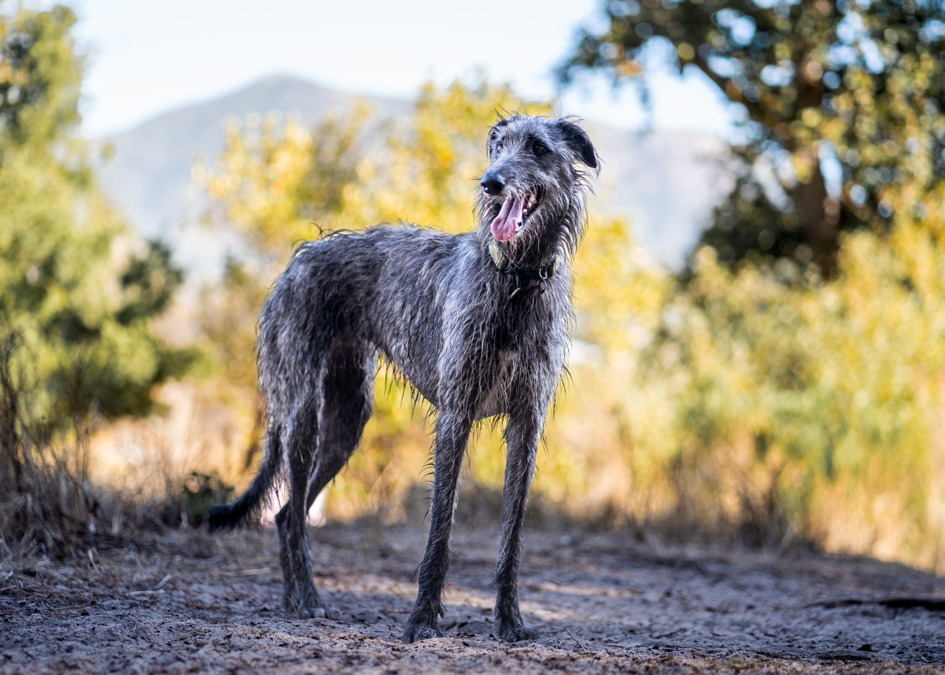 An adult Deerhound sideview outside on a trail
