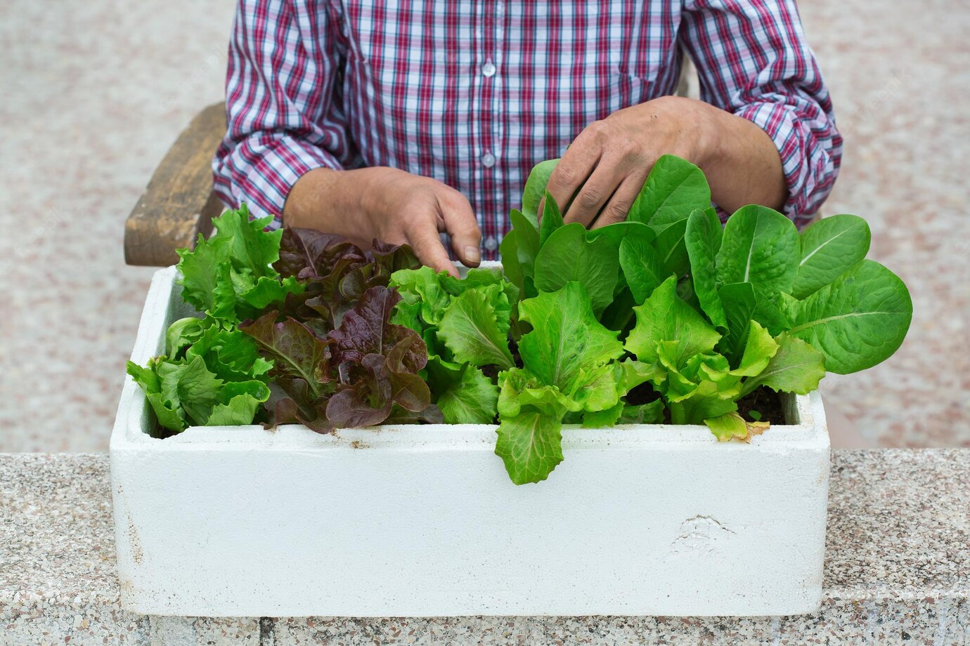 A close up of a trough containing some lettuces on a table top; the top half of a man can be seen behind the trough 