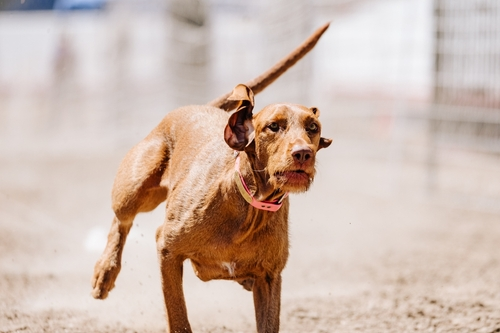 A WHV competing in an agility event