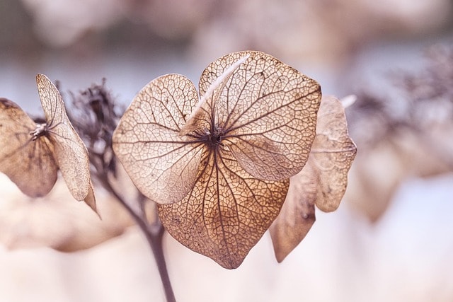 Więdnące liście hortensji w upale – sygnał stresu wodnego
