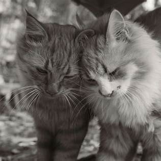 Twee katten wrijven koppen tegen elkaar in zachte ochtendzon