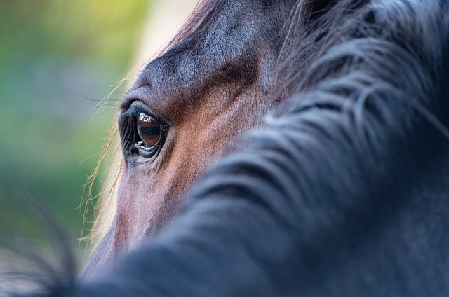 horse, eye, mane