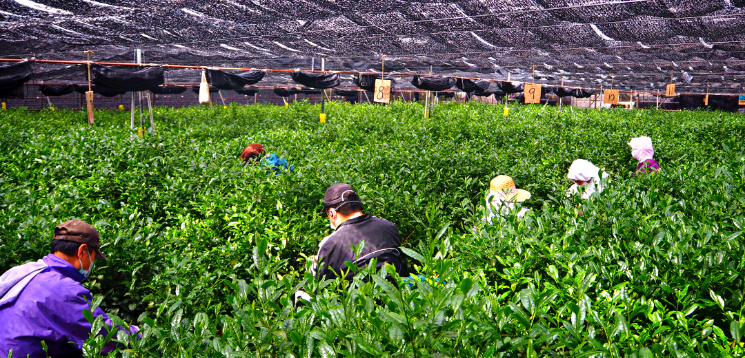 Harvesting matcha leaves by hand is labor intensive and time consuming work.