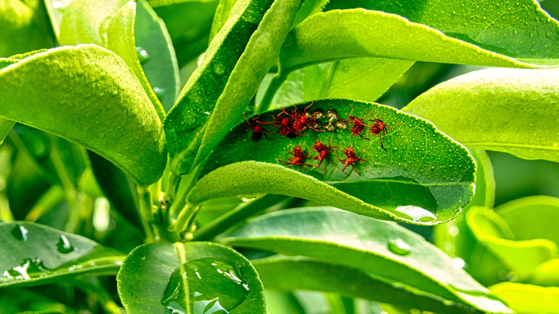 An image of box elder nymphs recently hatched on a green leaf.