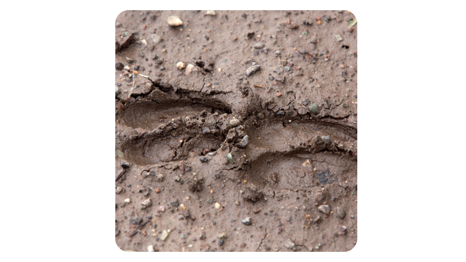 Animal Track