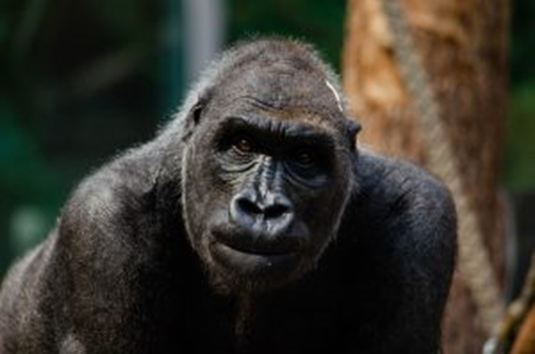 Congo Gorilla Trekking -Congo Gorilla Safaris