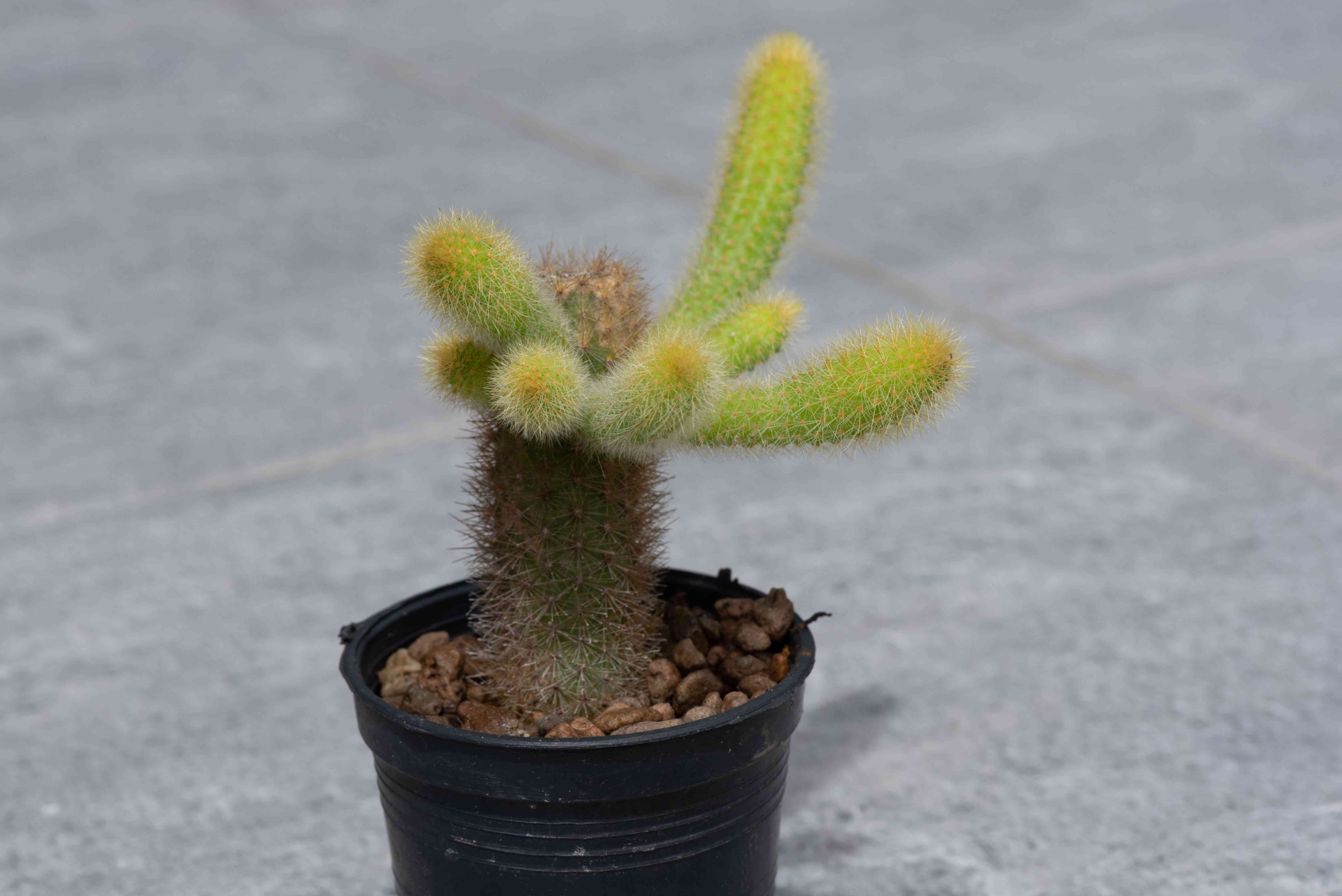 warm climate cactus, bright but indirect light cactus