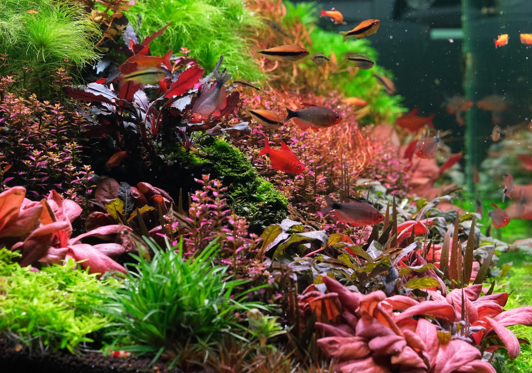 Muzel Cherry red tetra, Kerri Tetra in a planted aquarium