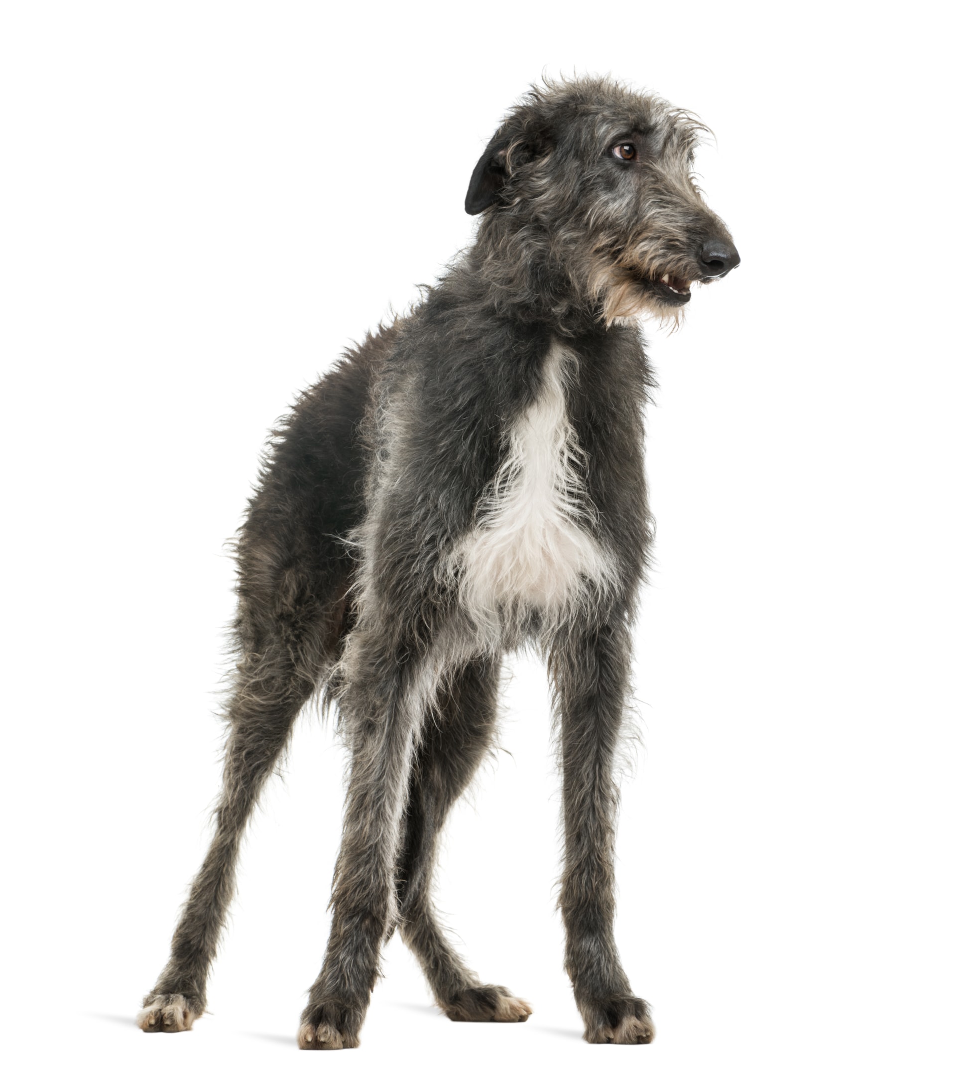 Adult Deerhound on a white background