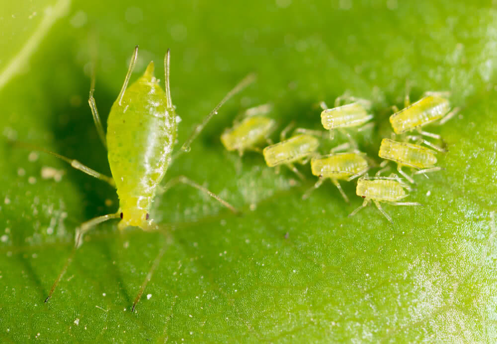affected leaves, pest