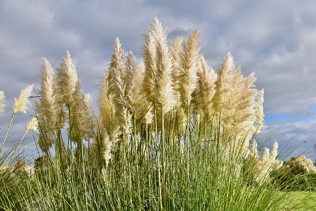 herbs of pampa, plants of pampas white, grasses