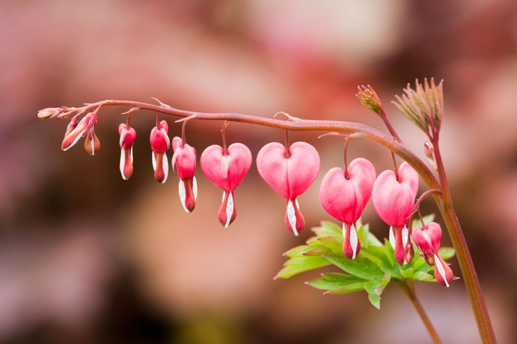 Bleeding Heart