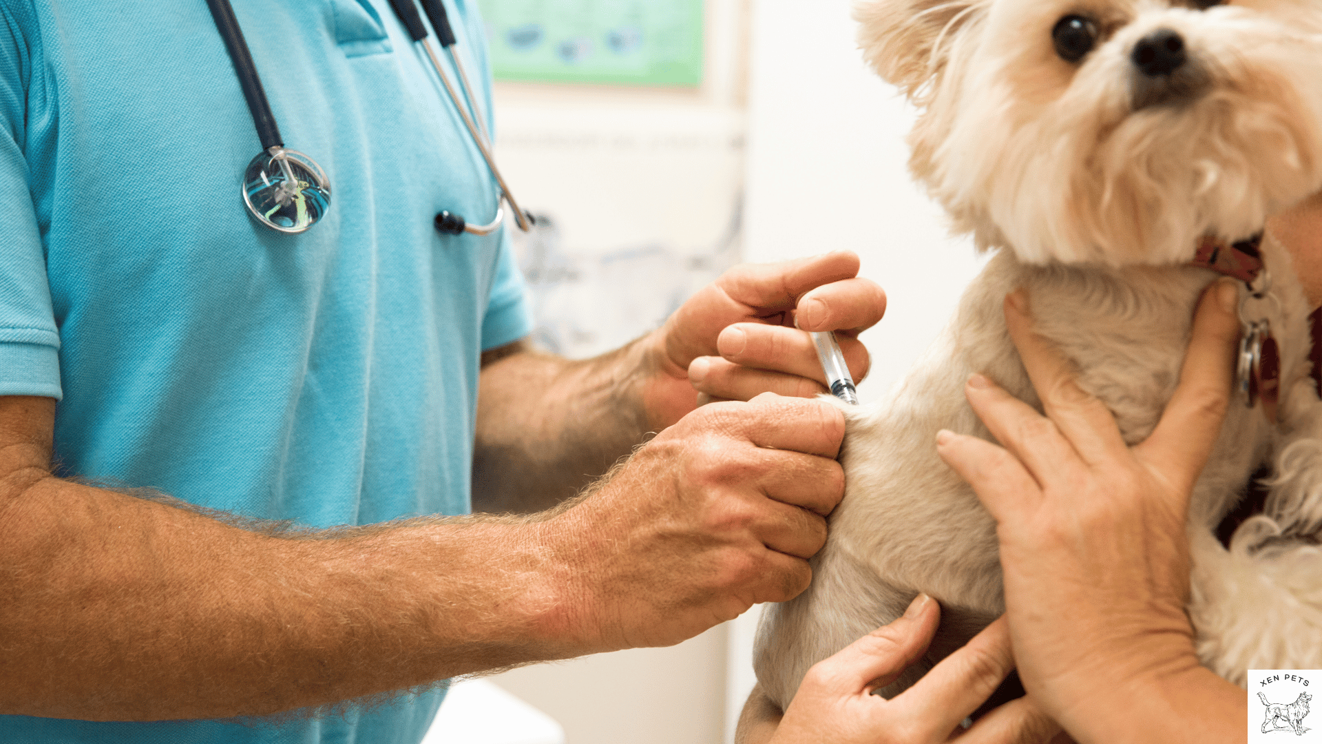 dog getting a vaccine