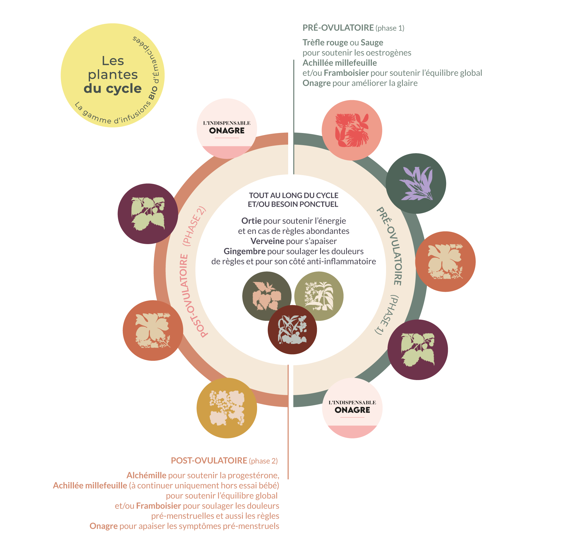 récapitulatif plantes phases du cycle menstruel