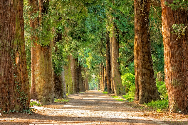 avenue, trees, tree lined