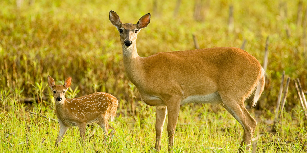 13 Interesting Animals In Kentucky