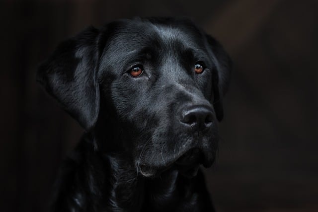 dog, labrador, retriever