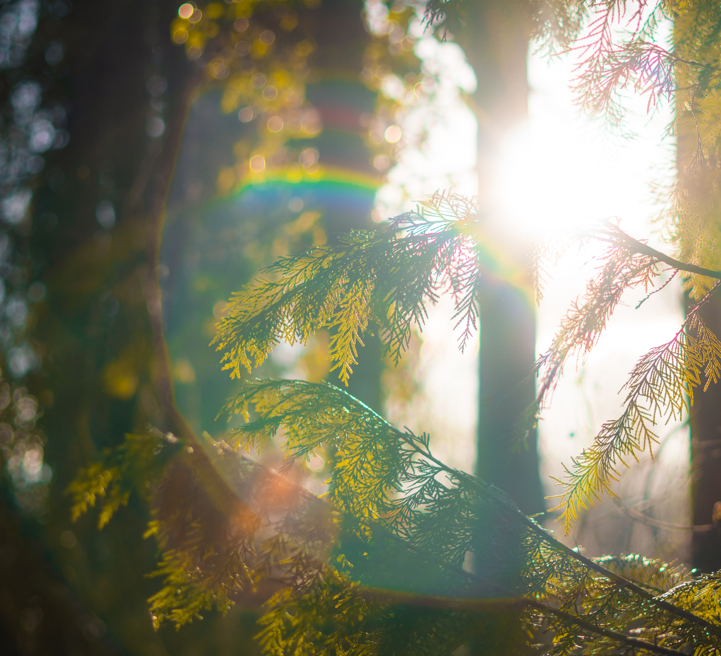 Enjoy The Pine Trees at Crosswinds Tagaytay