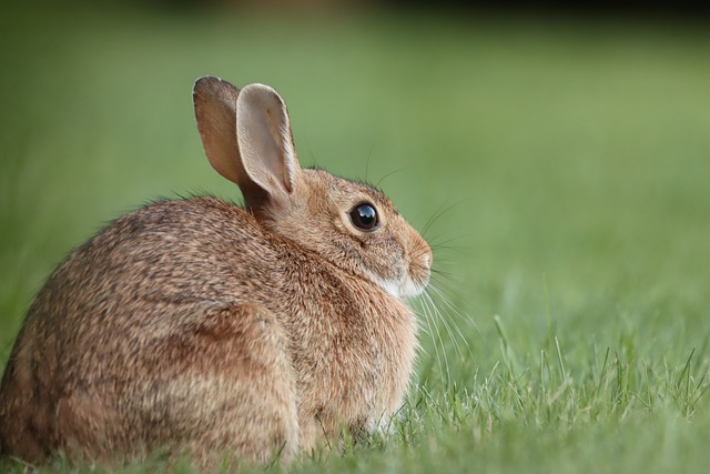 cottontail rabbit, wild rabbit, grass, fresh grass clippings