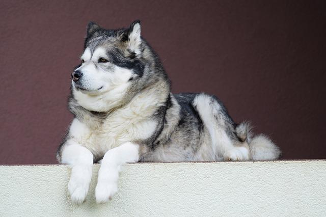 alaskan-malamute, malamute, dog