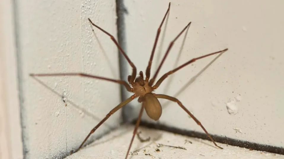 SpiderFree Garage Expert Tips to Keep Spiders Out!