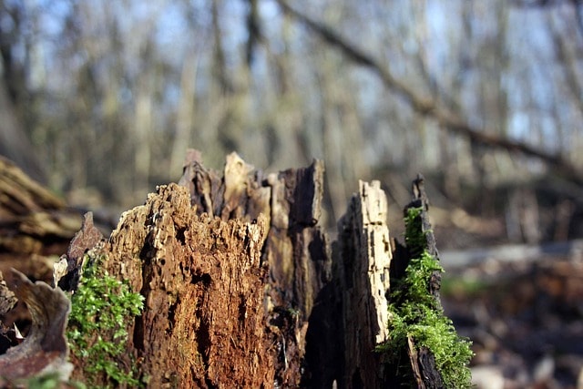 root, tree rot, tree root, old, nature, moss